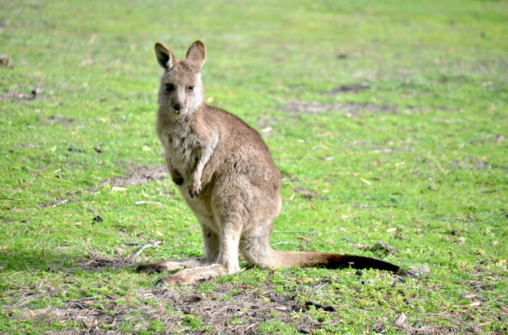 Kanguru