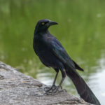 Burung gagak