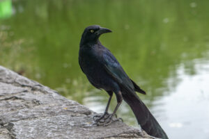 Burung gagak