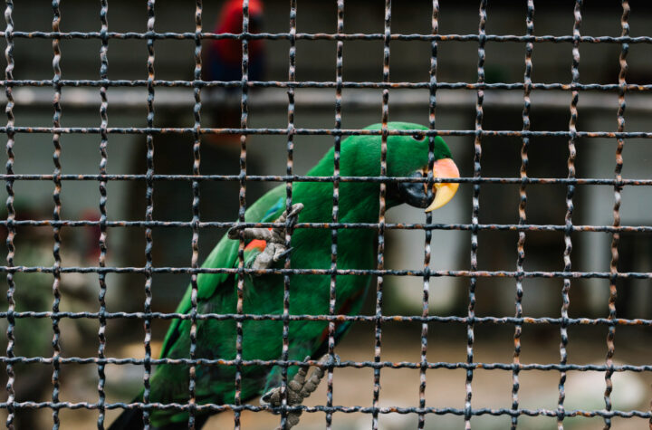 Sangkar burung