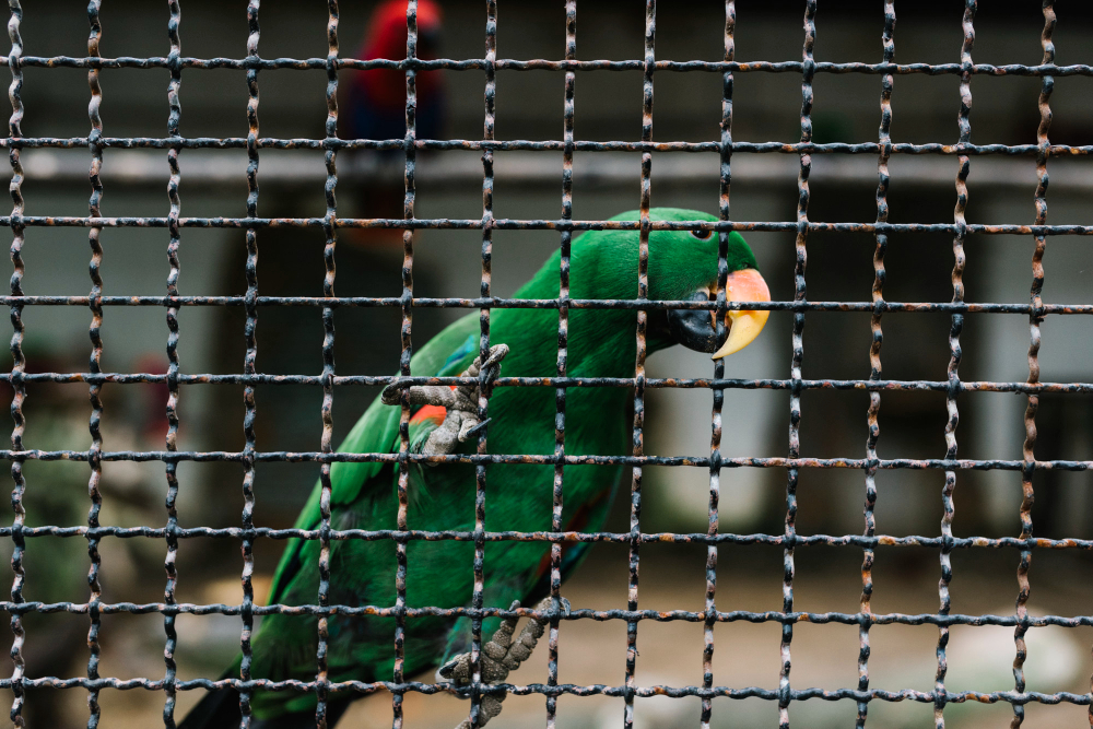 Sangkar burung