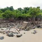 manfaat mangrove