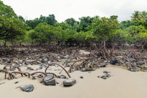 manfaat mangrove