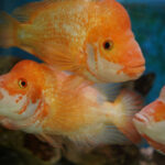 Ikan louhan