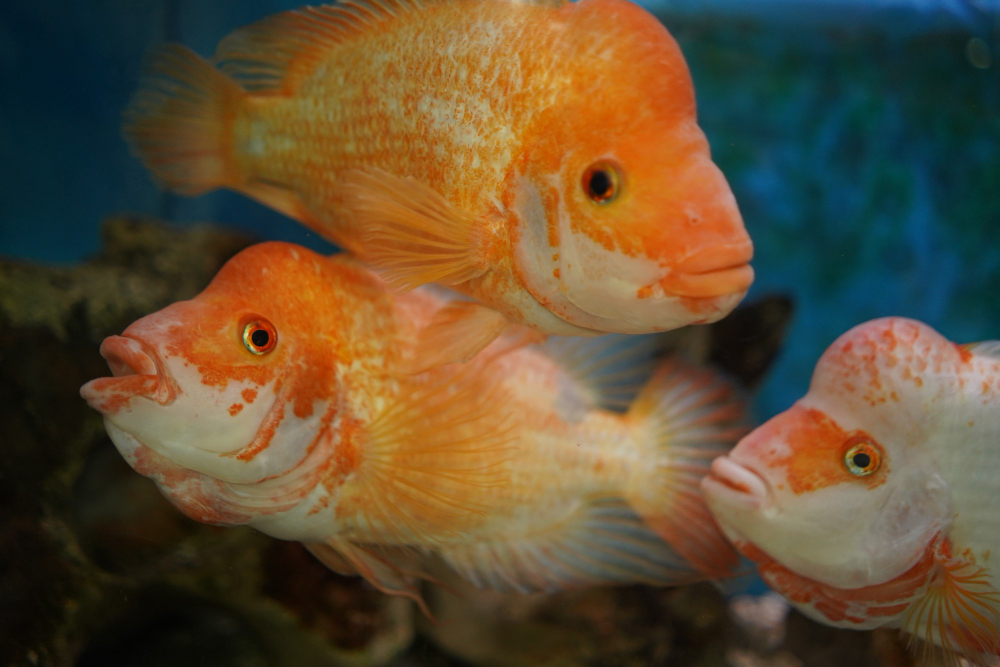 Ikan louhan