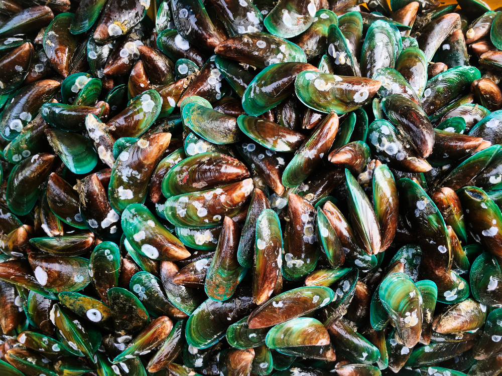 Kerang hijau