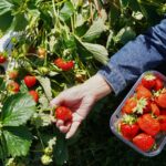 tips memetik stroberi