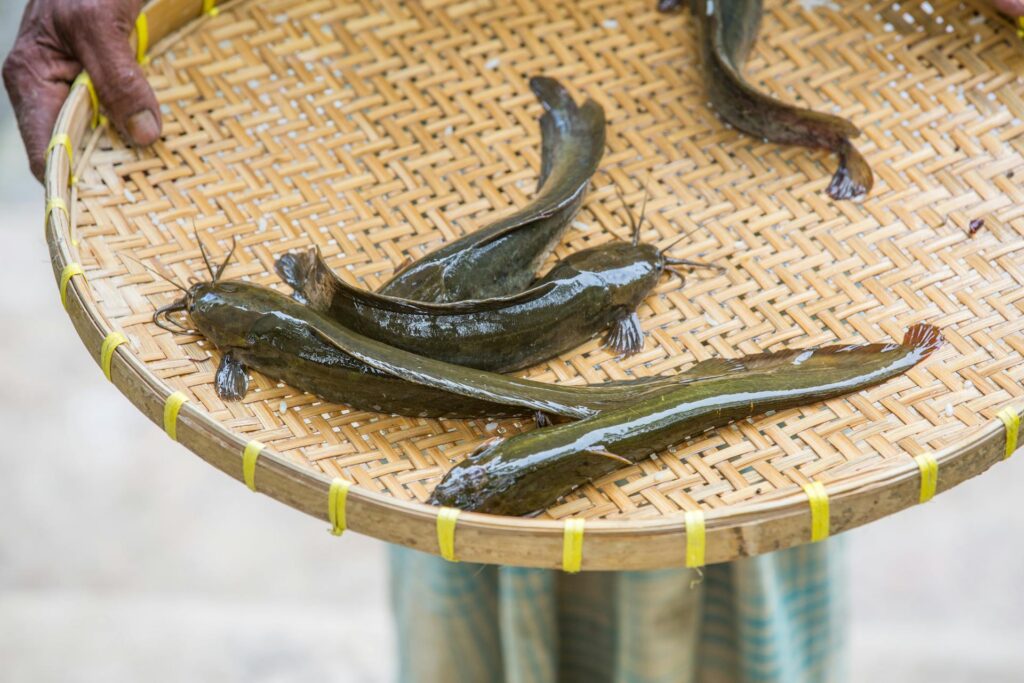 Ikan lele