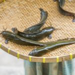 Ikan lele