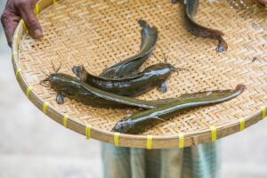 Ikan lele