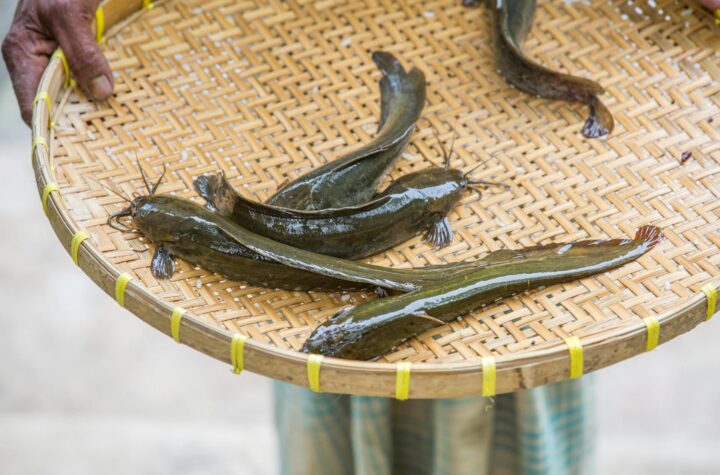 Ikan lele