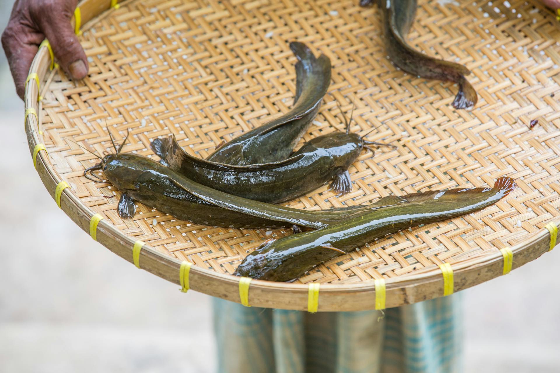 Ikan lele
